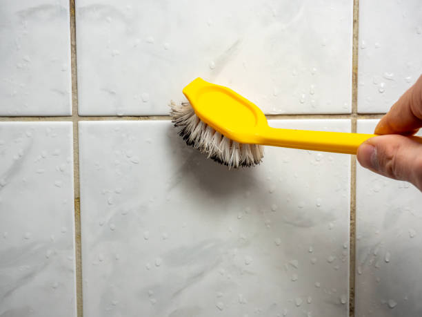 Best Insurance-Related Mold Remediation in Silver Firs, WA