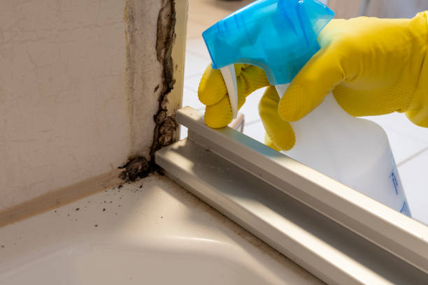 Best Preventive Mold Services in Silver Firs, WA