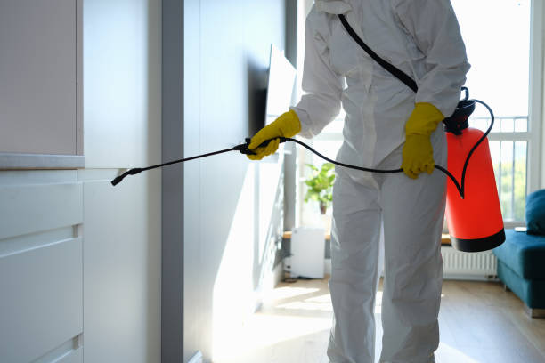 Best DIY Mold Remediation Support Services in Silver Firs, WA
