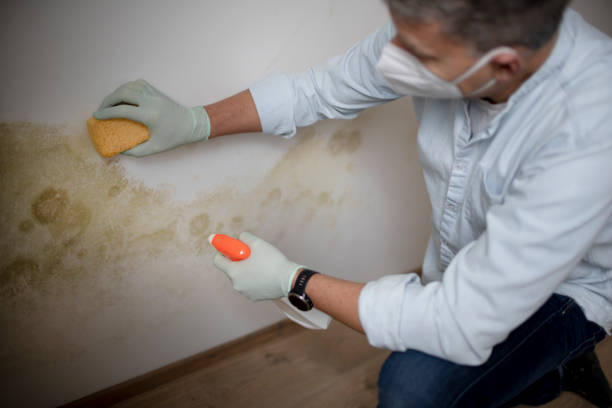 Best Crawl Space Mold Remediation in Silver Firs, WA