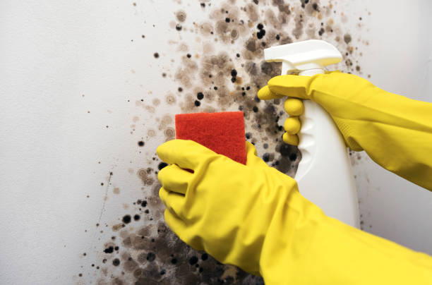 Best Commercial Mold Remediation in Silver Firs, WA