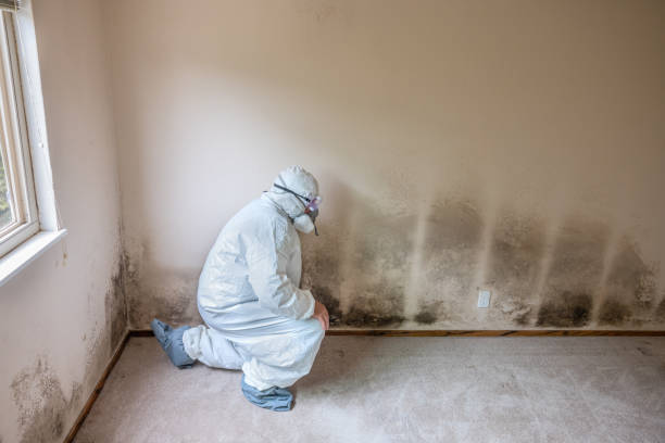 Best Emergency Mold Remediation in Silver Firs, WA