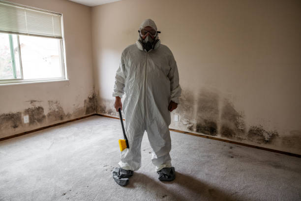 Best Insurance-Related Mold Remediation in Silver Firs, WA