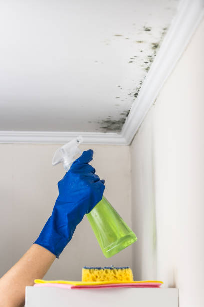Best Localized Mold Remediation (e.g., coastal areas, humid climates) in Silver Firs, WA